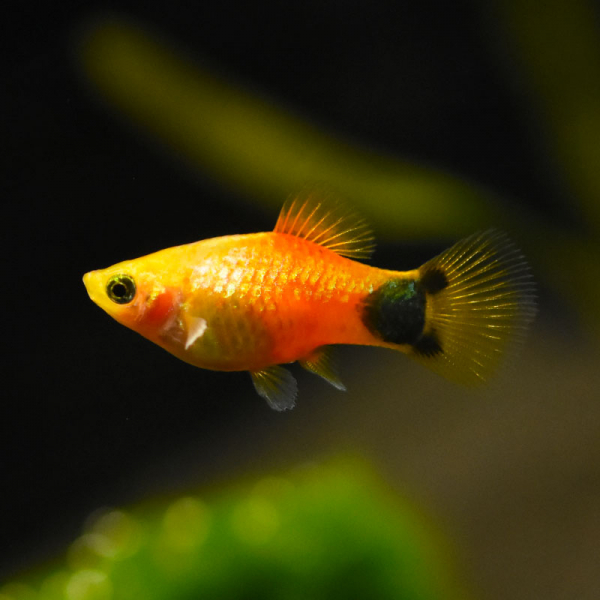 Platy Sunset Micky Maus, Xiphophorus maculatus var. sunset Micky Mouse